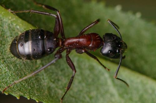 Réf. 264 036 : Camponotus herculeanus